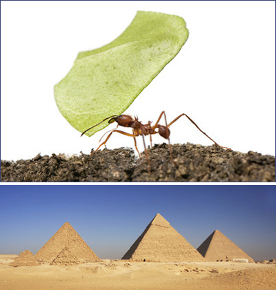 Pyramids in desert ant with a leaf